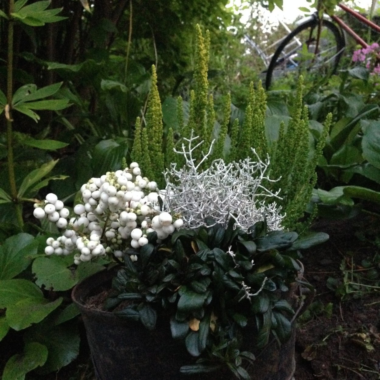 Калоцефалус на альпийской Горке