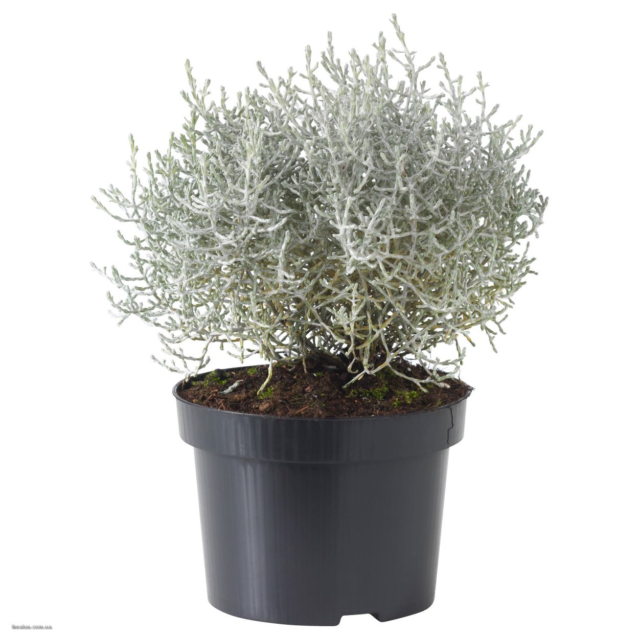 Растение Silberdraht