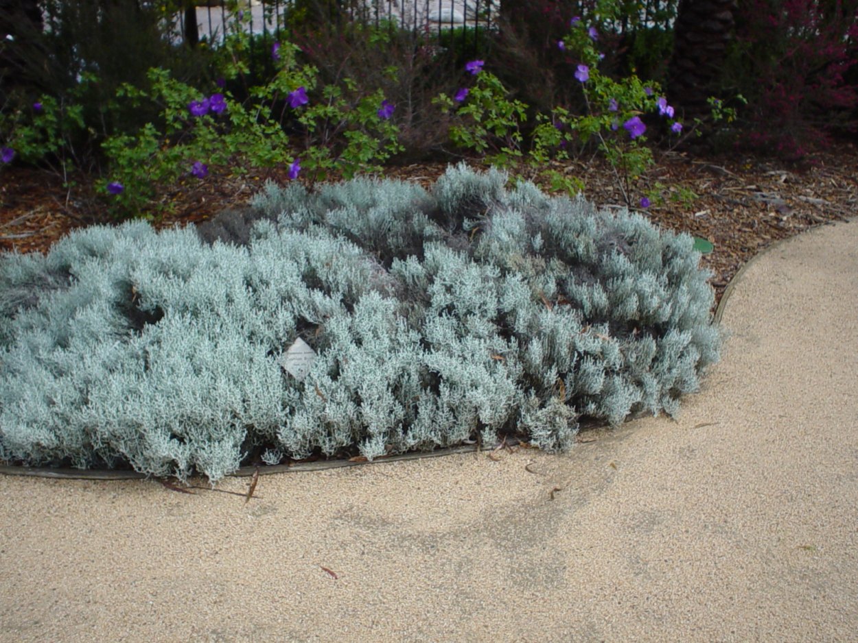 Калоцефалус Брауна лохматый