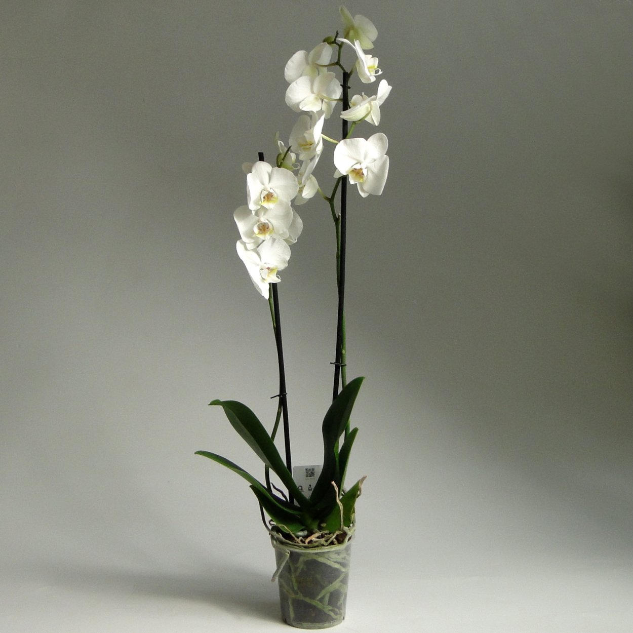 Mayshang Angel Орхидея