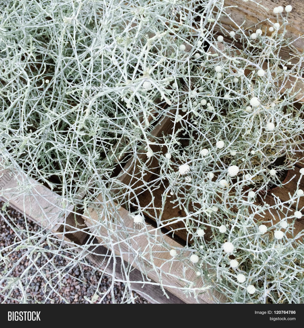 Калоцефалус серебряный