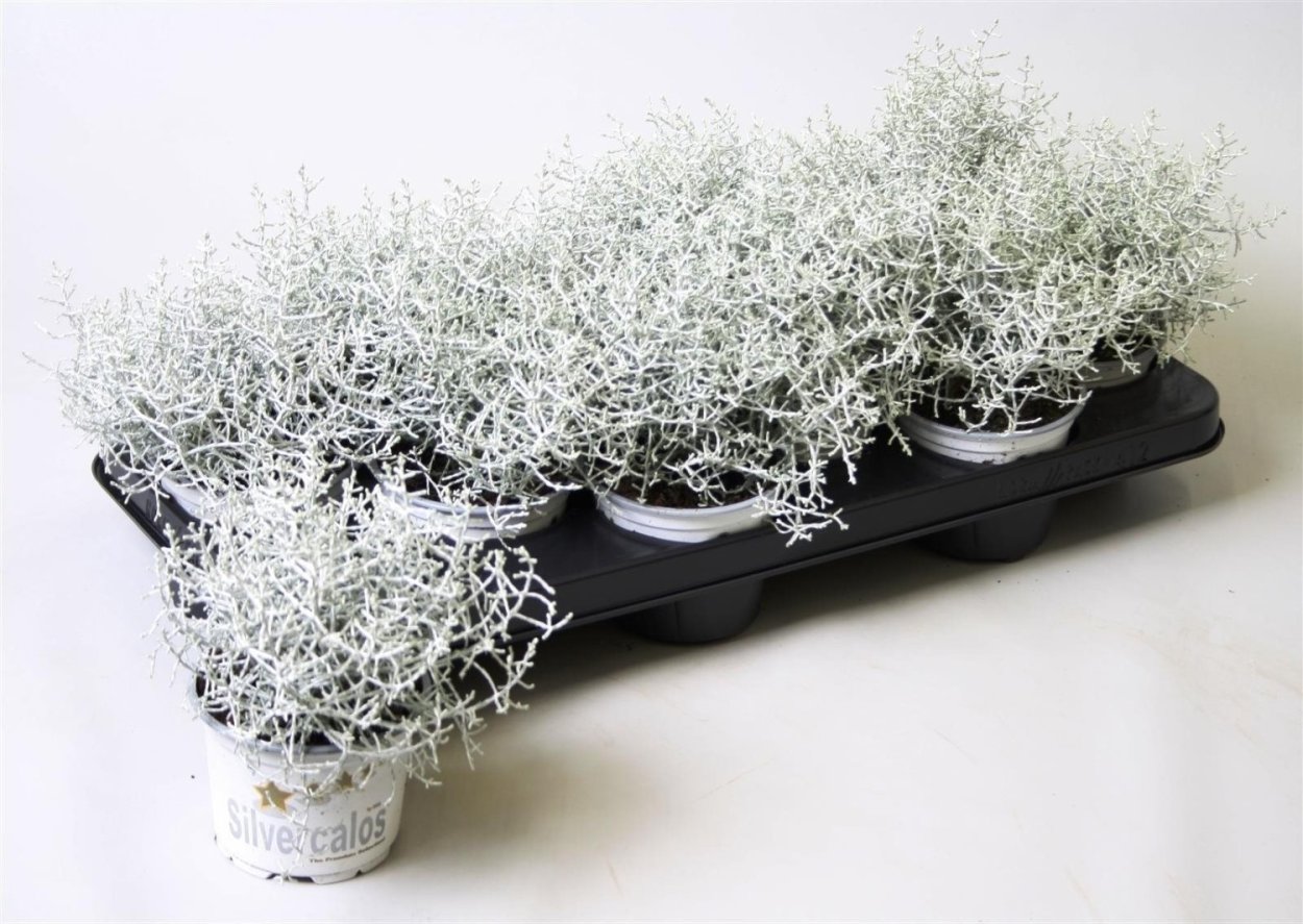 Калоцефалус серебряный