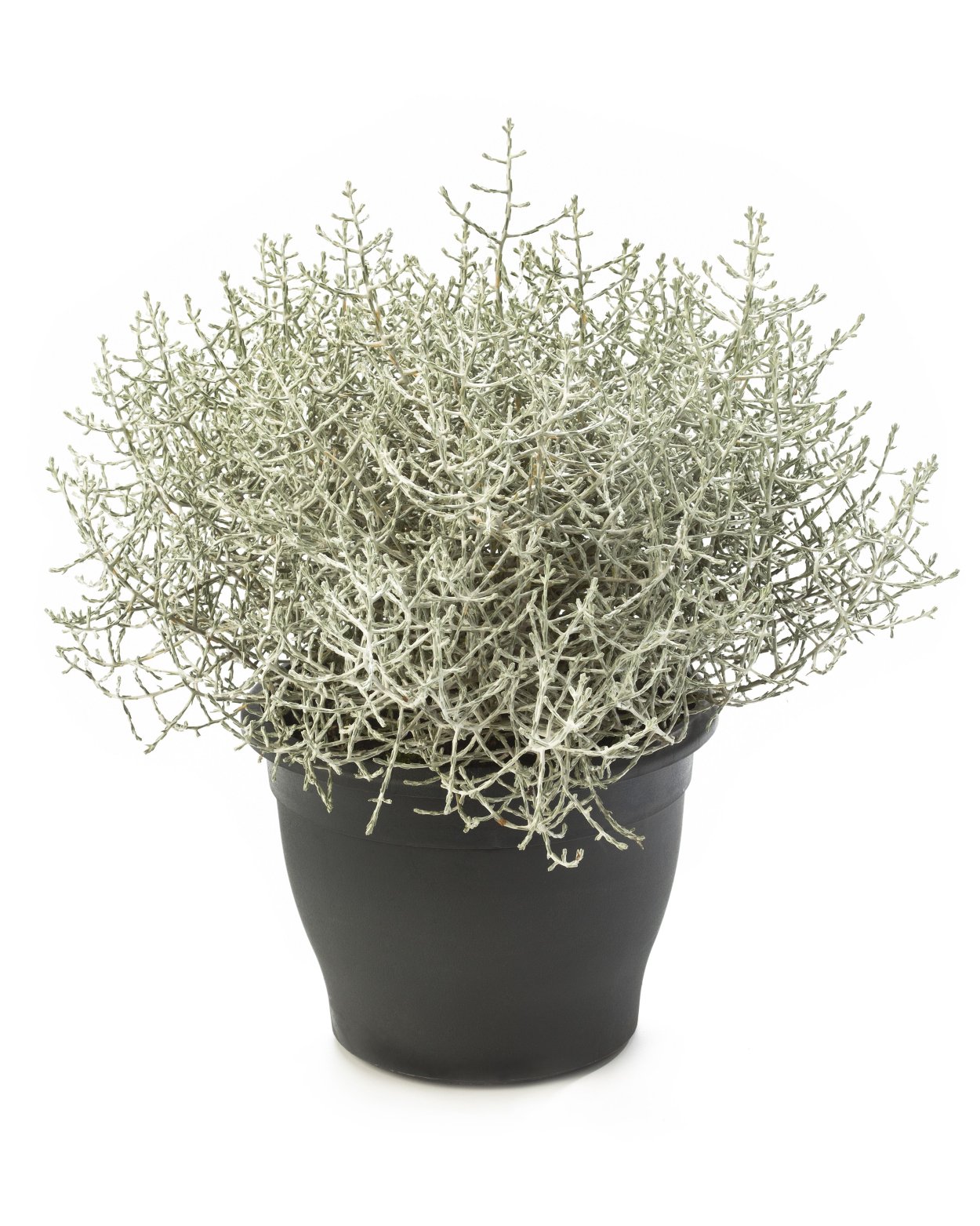 Calocephalus brownii