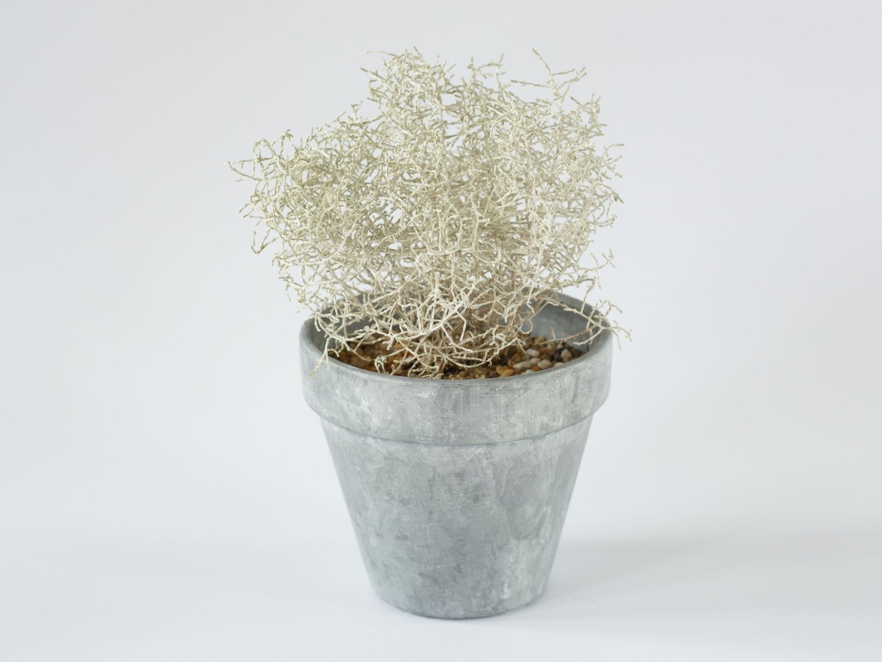 Если пожелтел колацифалус