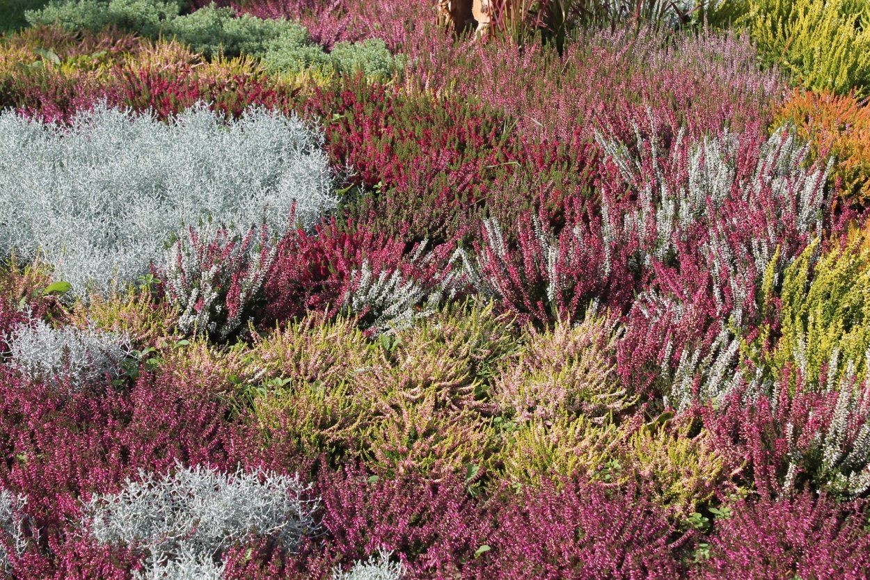 Колоцефолус Броуни растение