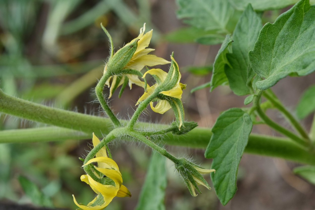 Помидорные соцветия