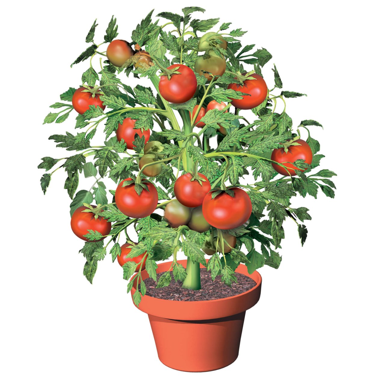 Томат черри куст