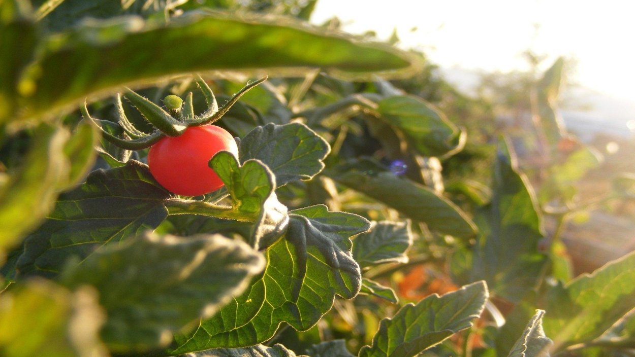 Помидор размытый