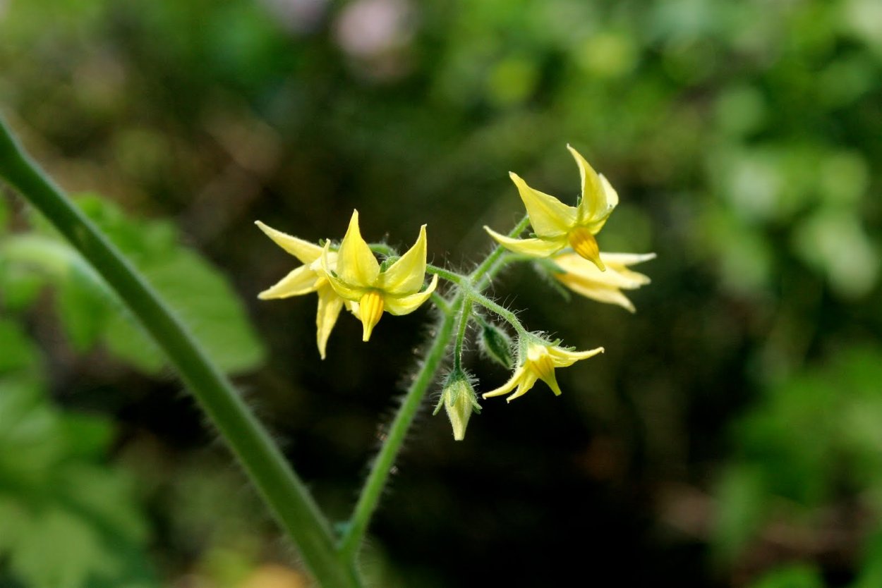 Томат обыкновенный цветок