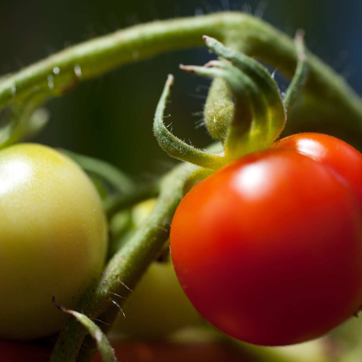 Плод томата