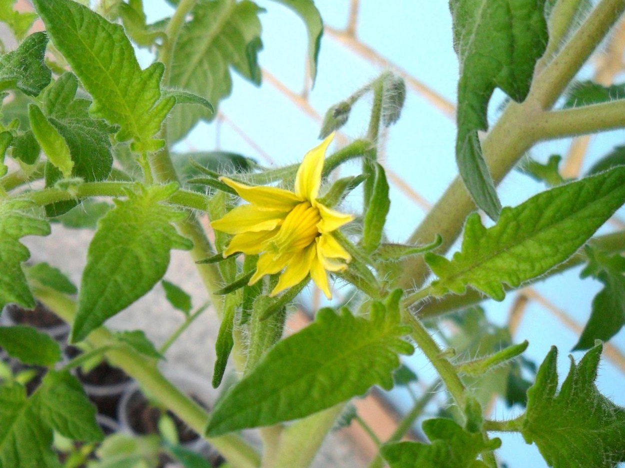 Опадение цветков томата