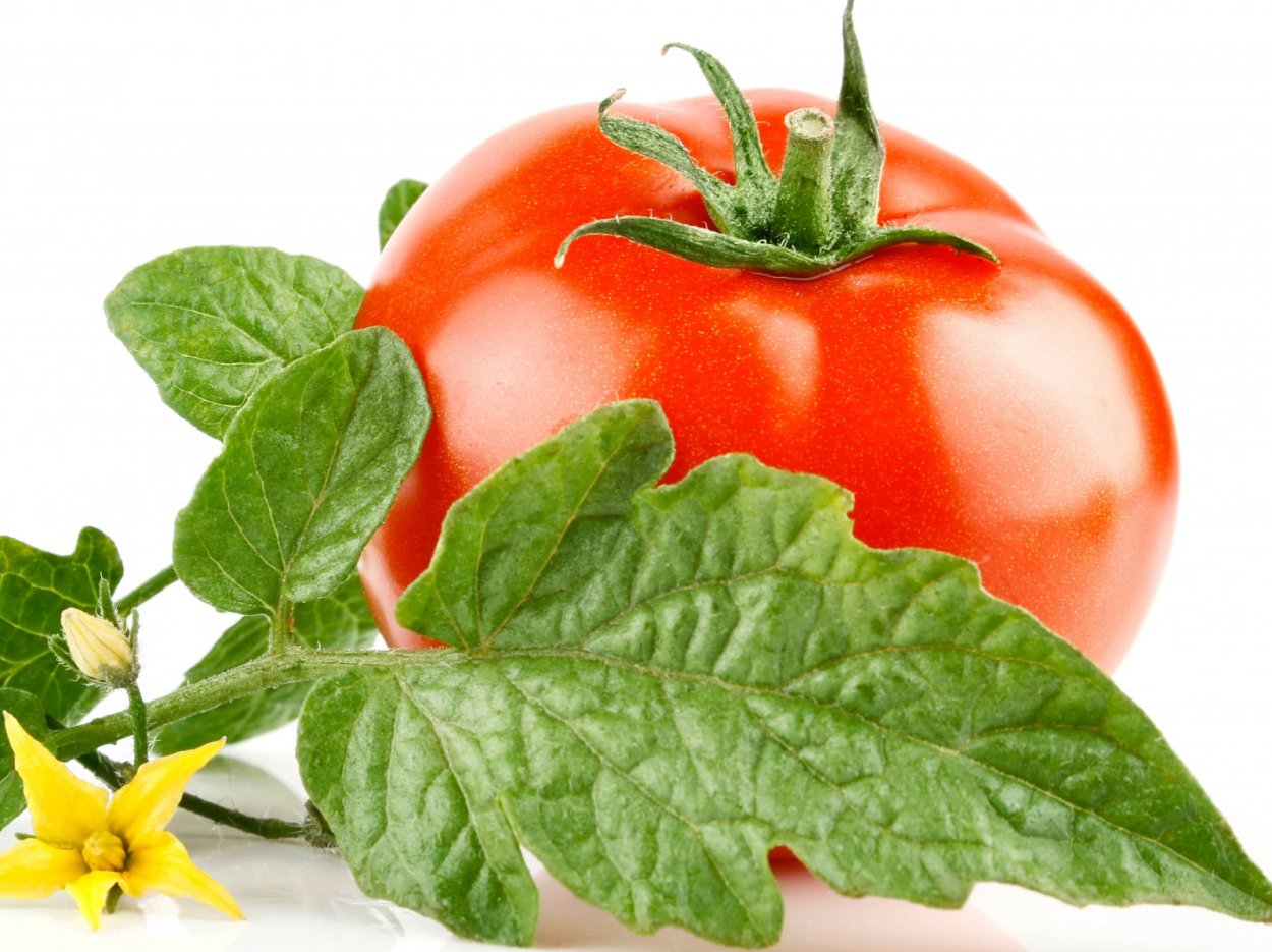 Листья помидора