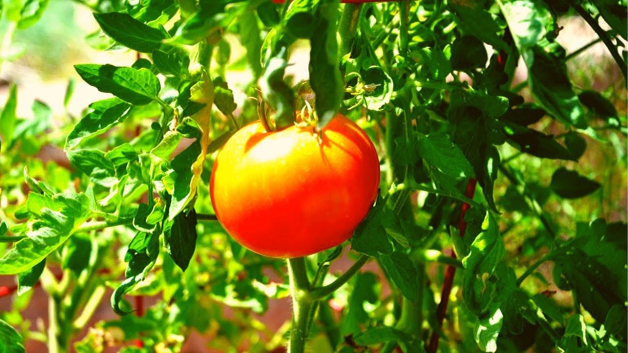 Томат растение