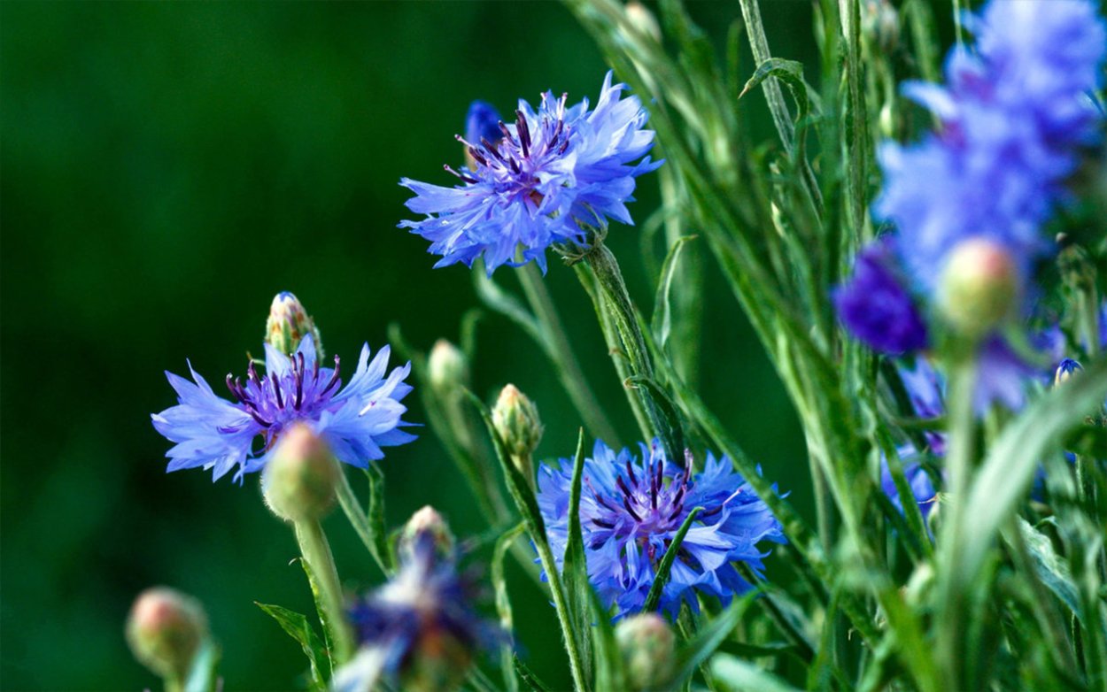 Полевые цветы Василек Луговой