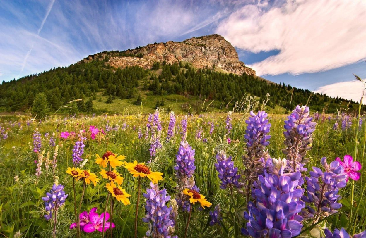 Альпийские Луга разнотравье