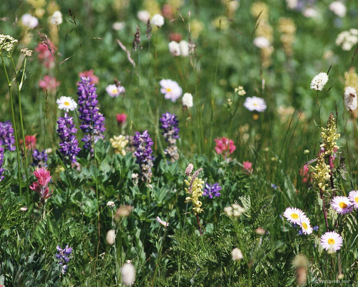Жизнь Луга растения гербарий