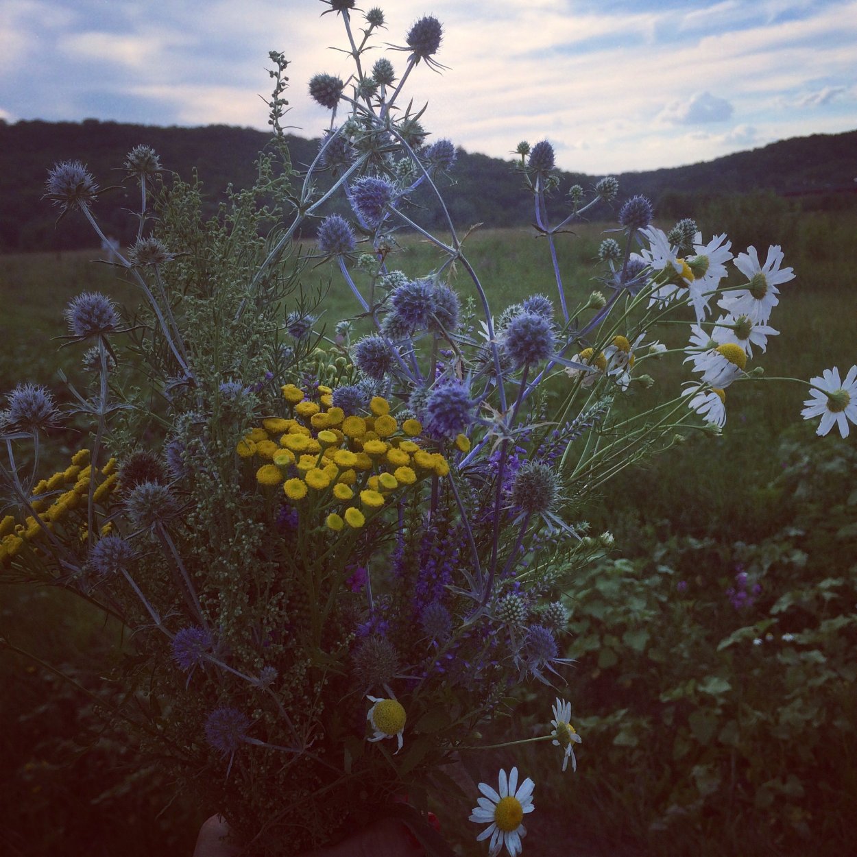 Злаковое разнотравье лугов Татарстана