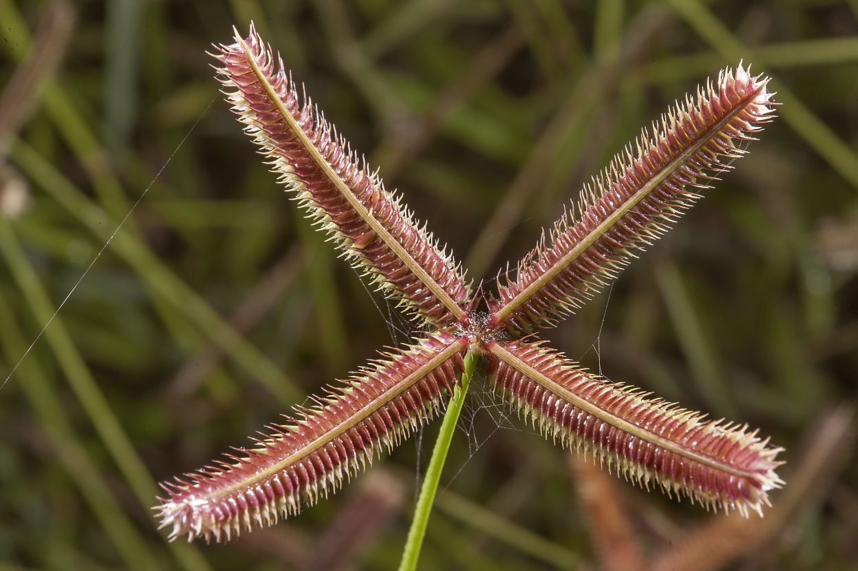 Cynodon dactylon растение
