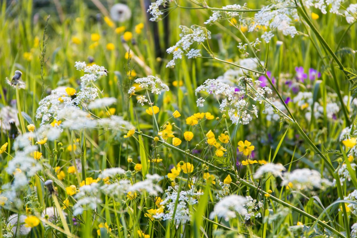 Полевые цветы Канады