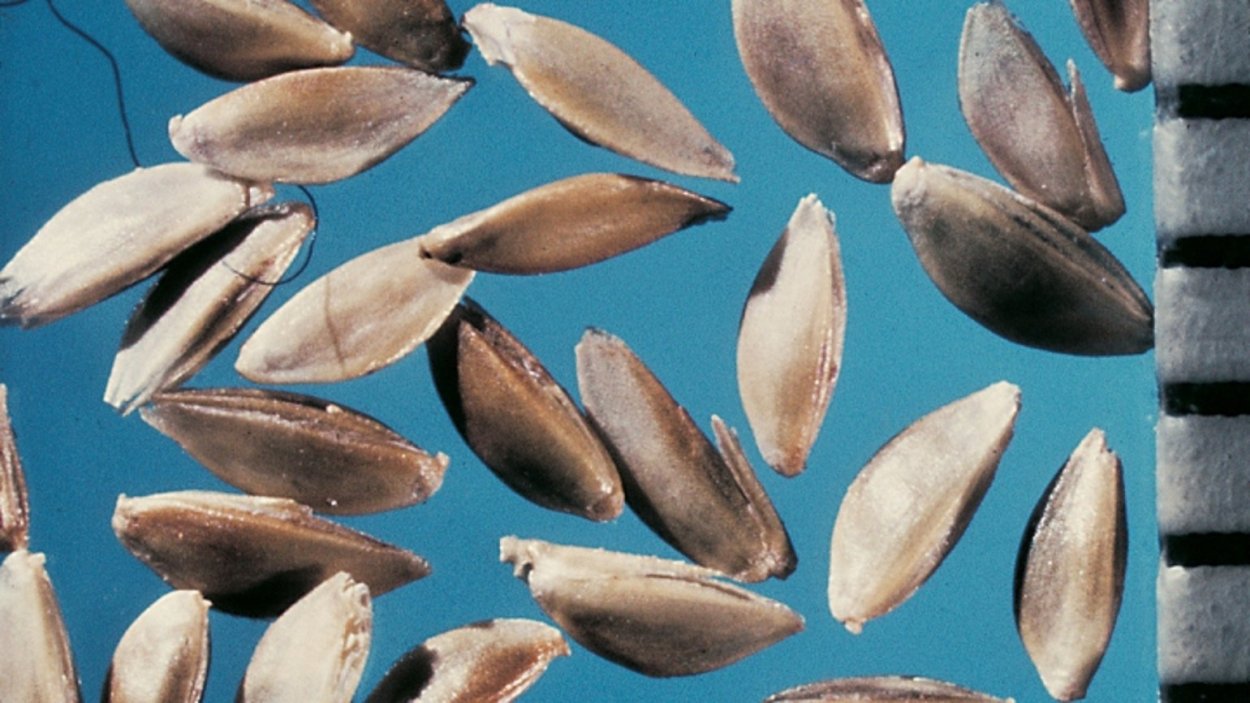 Пырей Свинорой трава