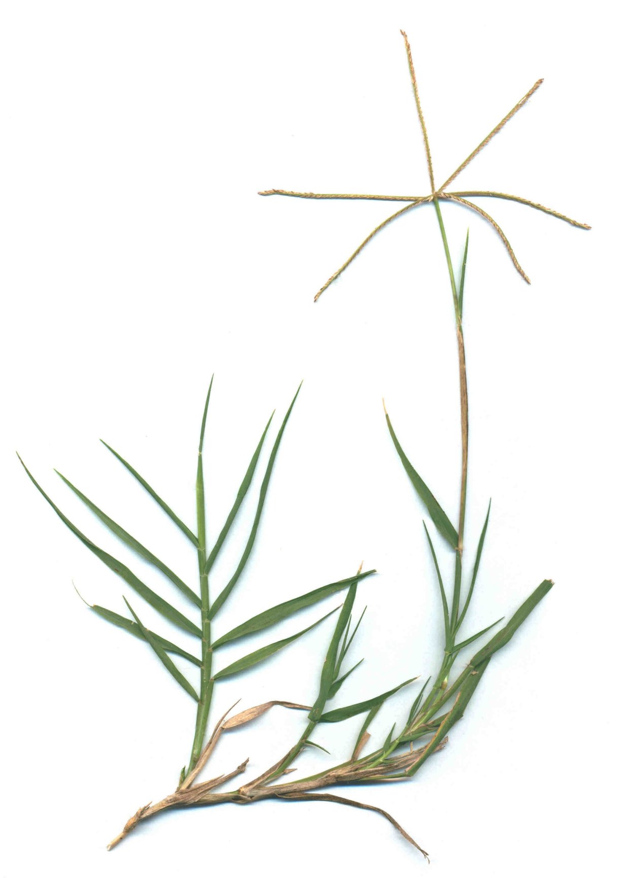 Мятлик Луговой (POA pratensis)