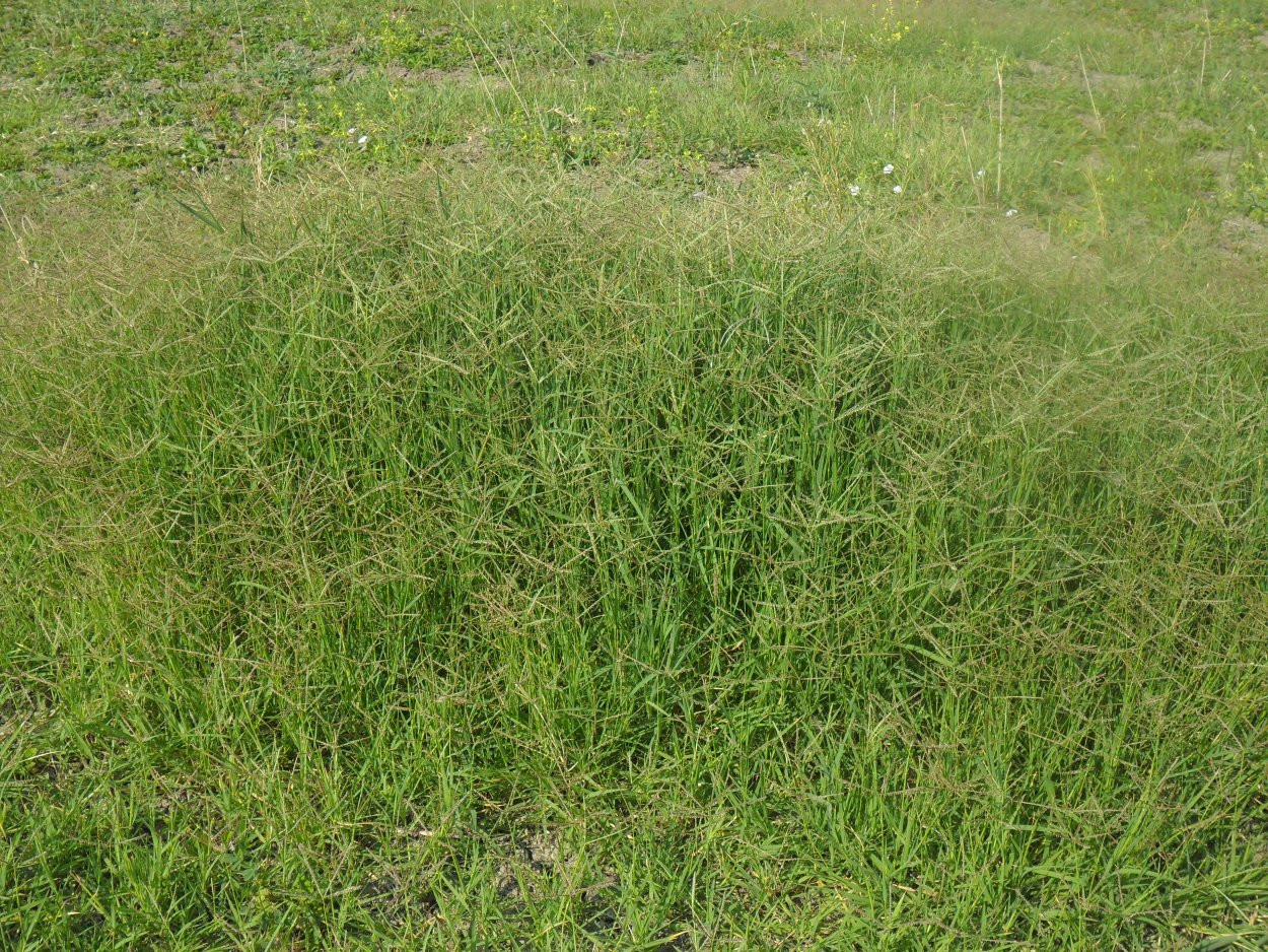 Cynodon dactylon растение