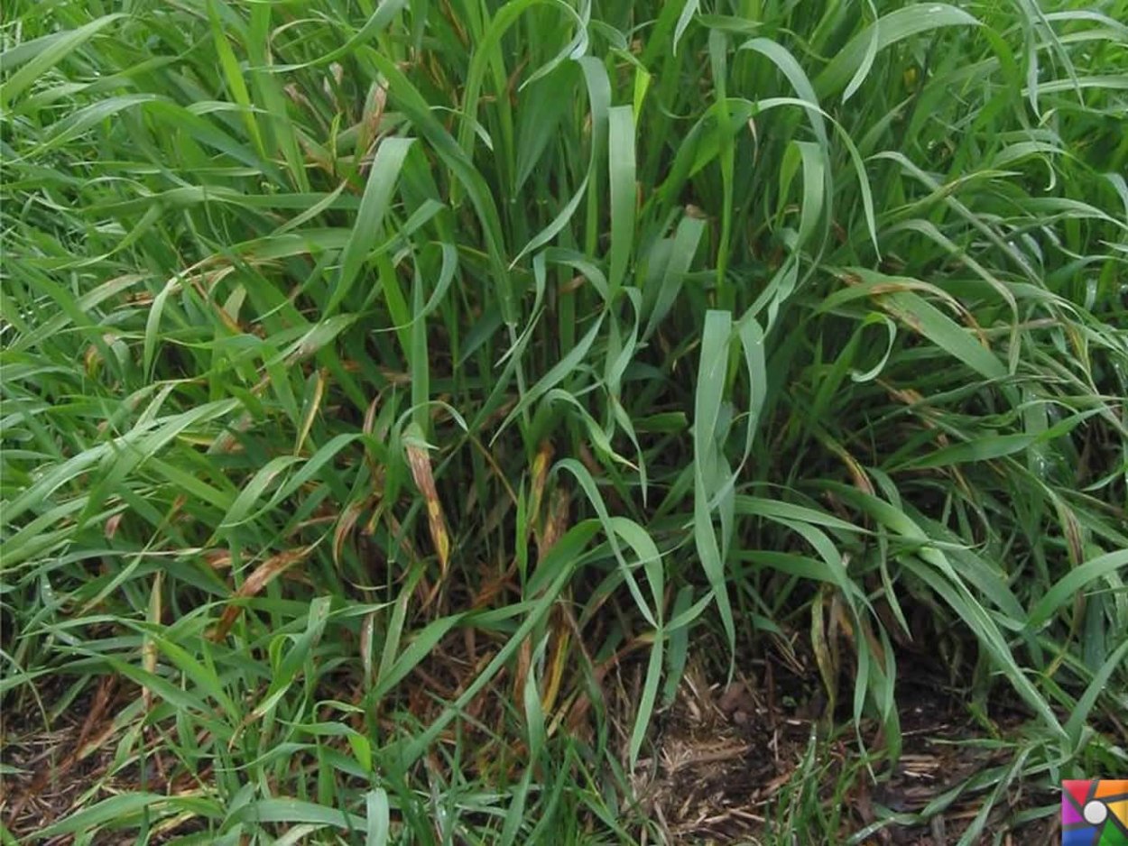 Свинорой растение корни