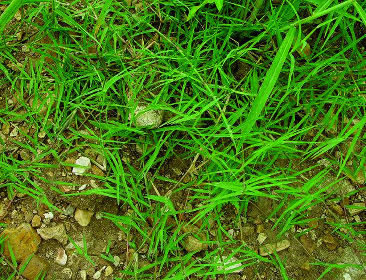 Свинорой ползучий