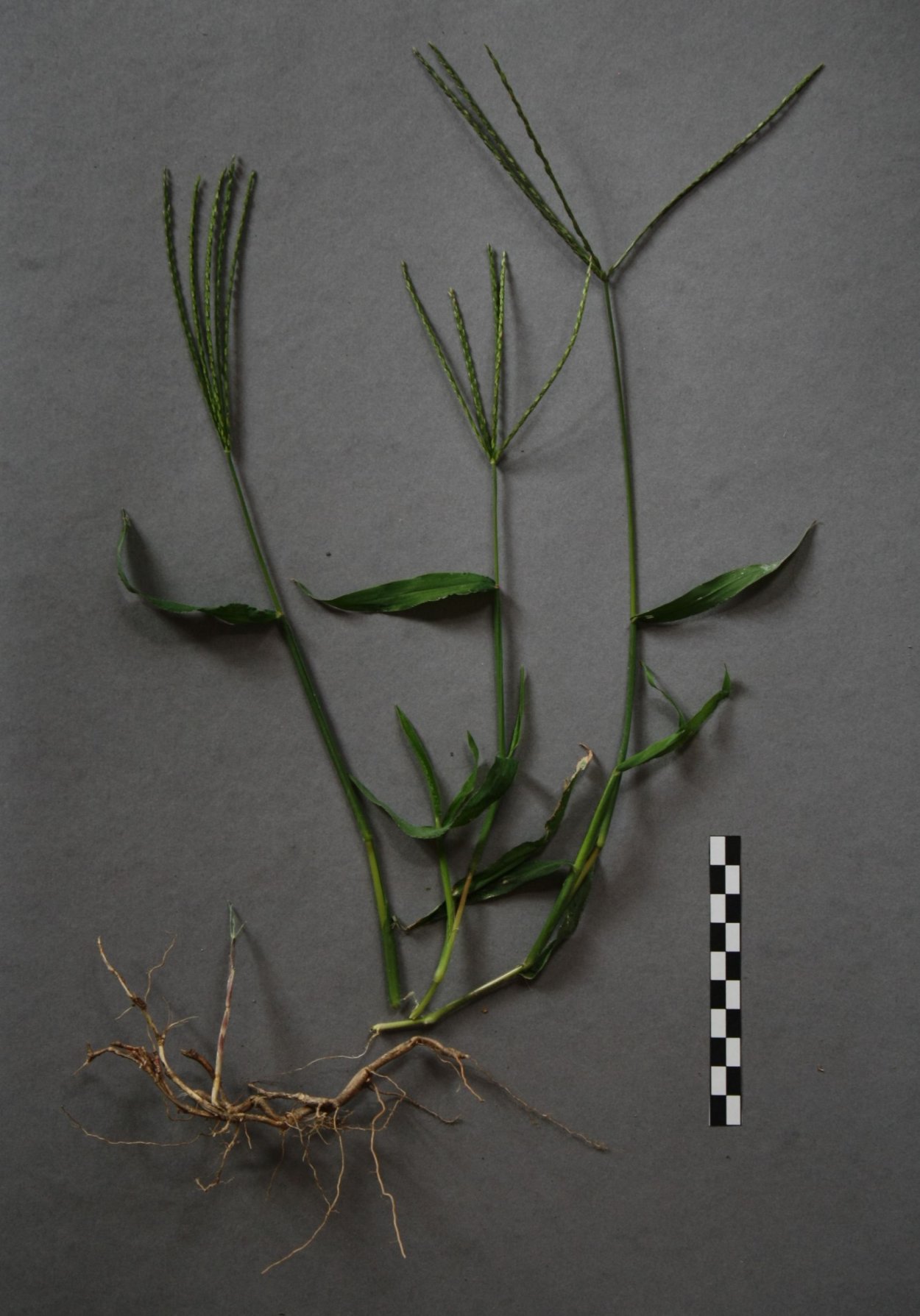 Свинорой растение