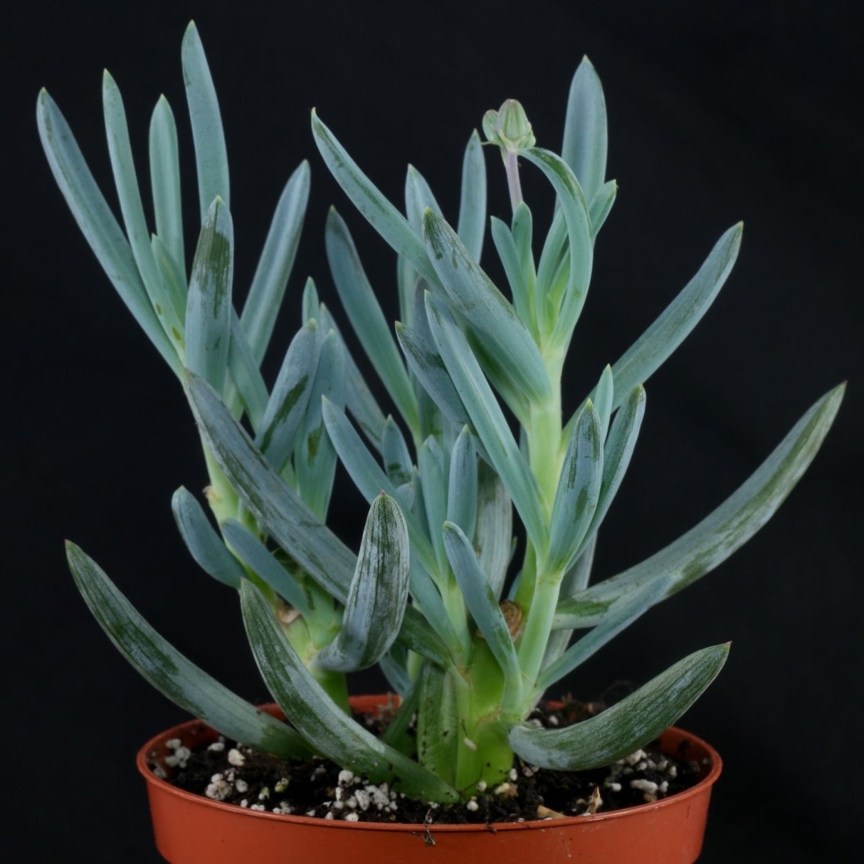 Сенецио Стапелиаформис