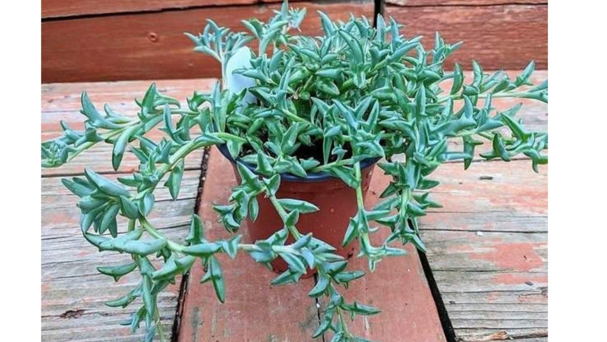 Крестовник сенецио