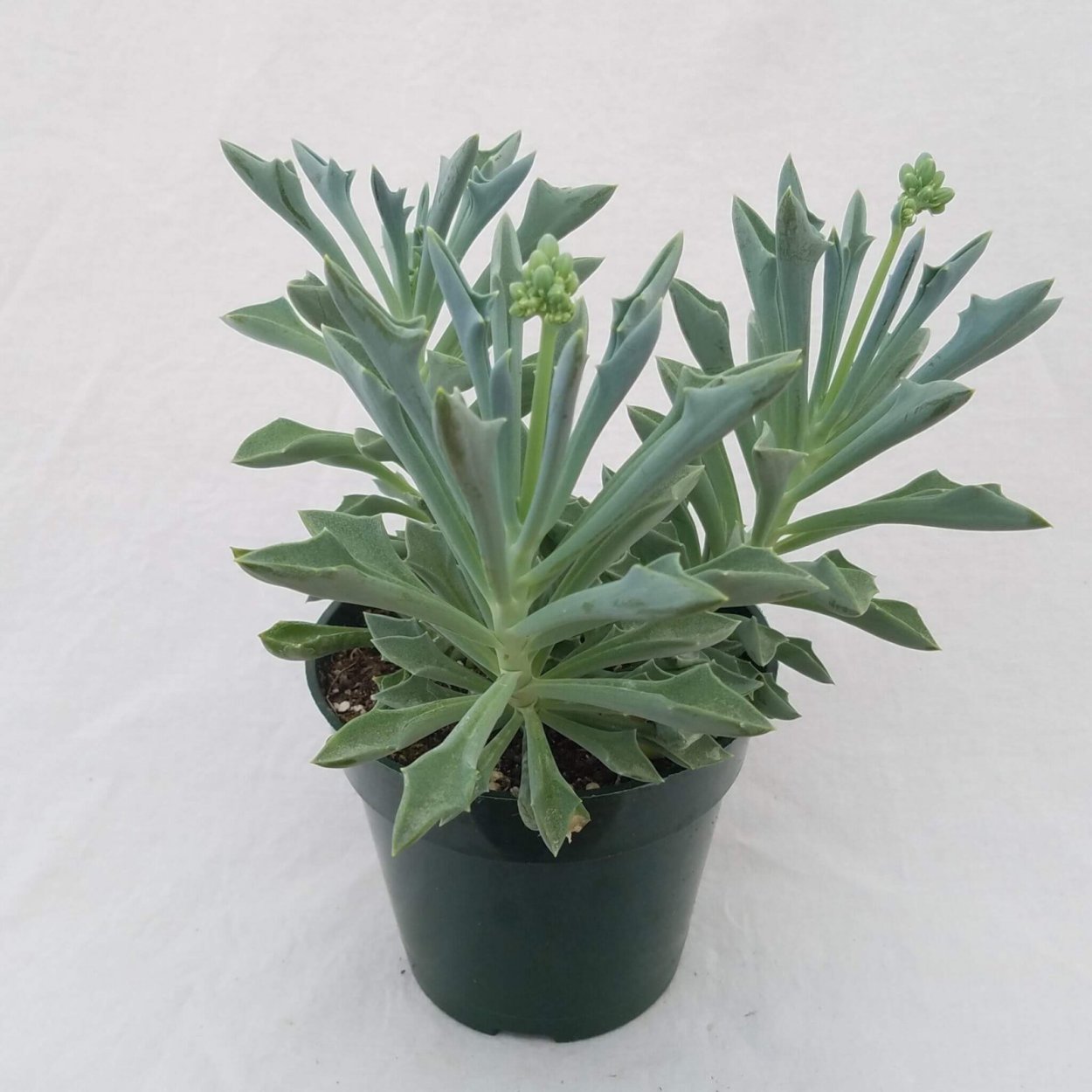 Крестовник Роули голубой