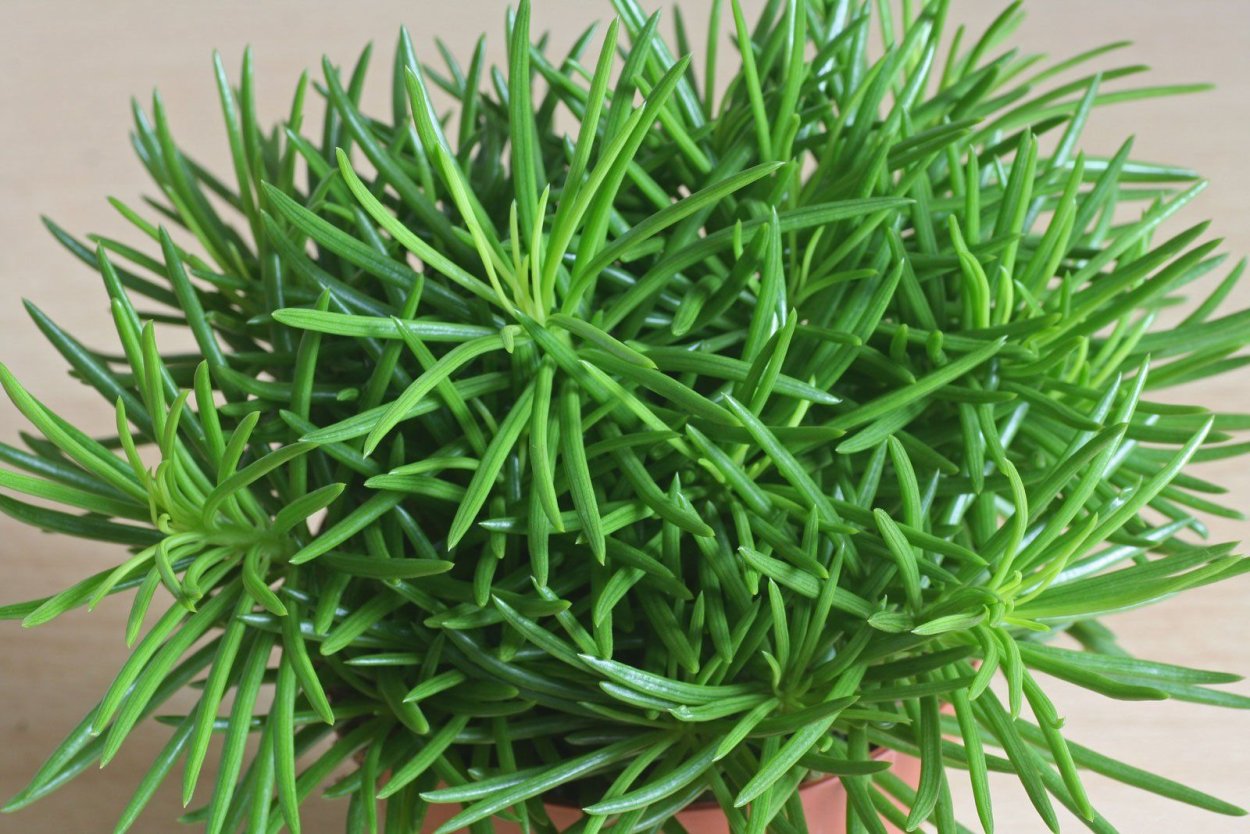 Килиманджаро гигантский крестовник