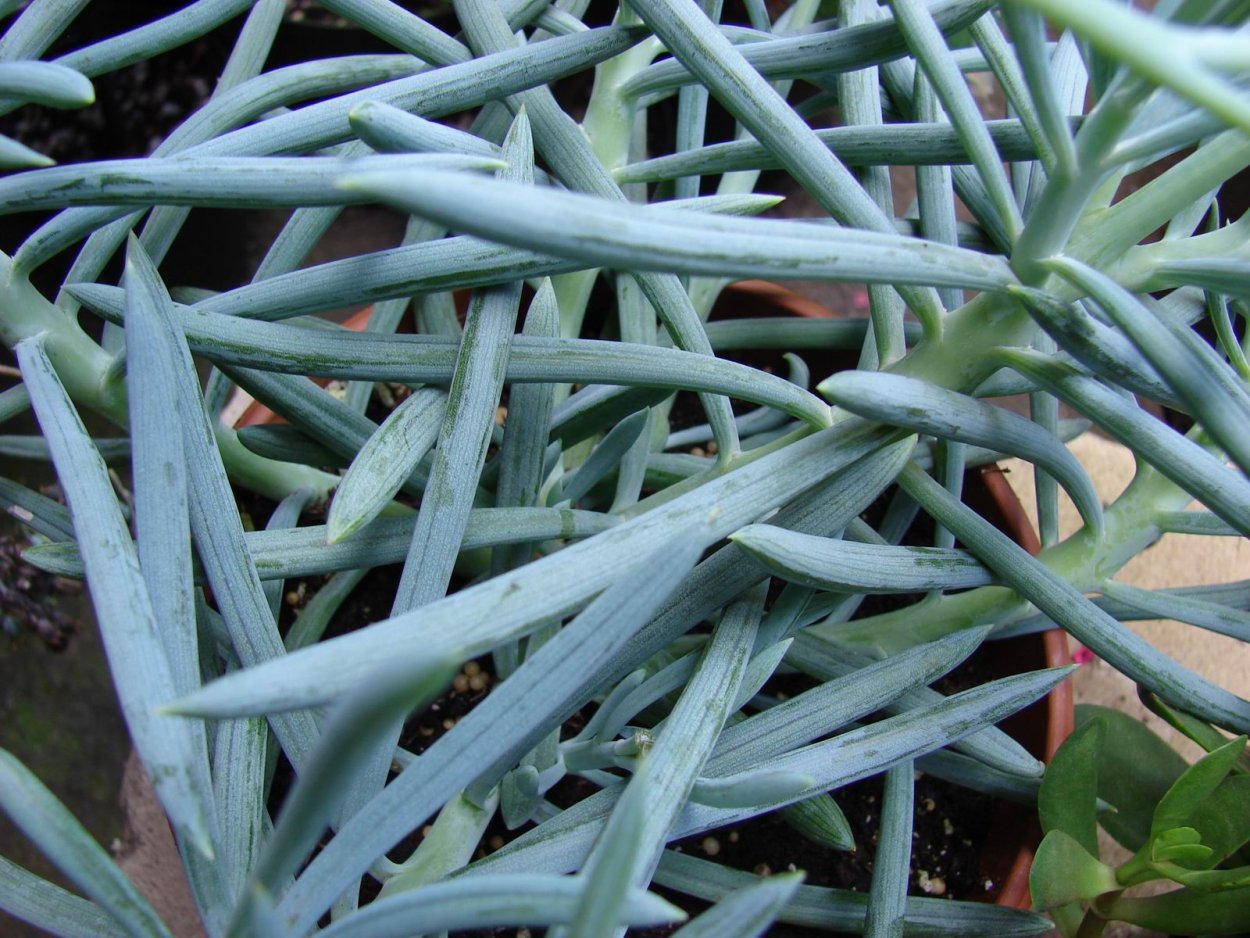 Крестовник Роули вариегатный