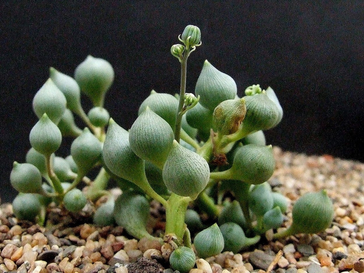 Крестовник Роули (Senecio rowleyanus)
