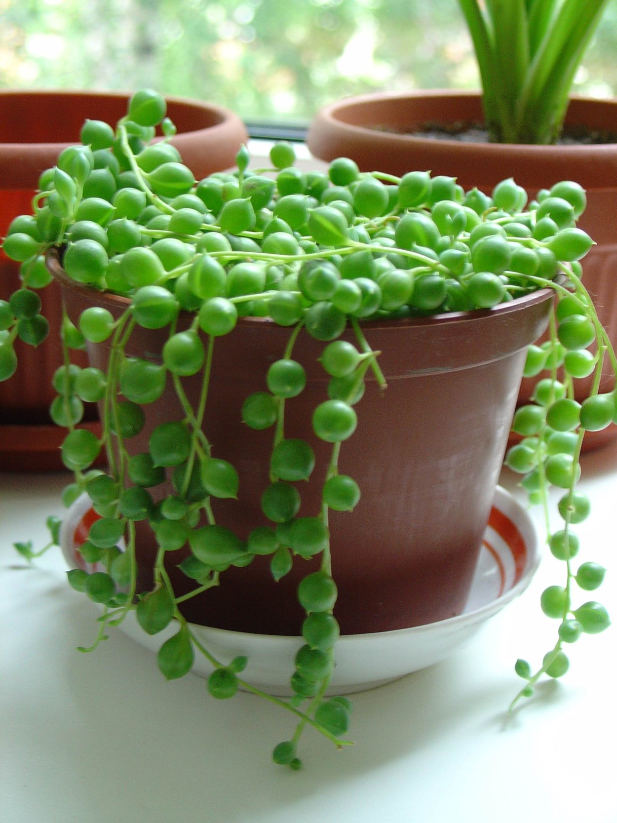 Суккулент крестовник Роули