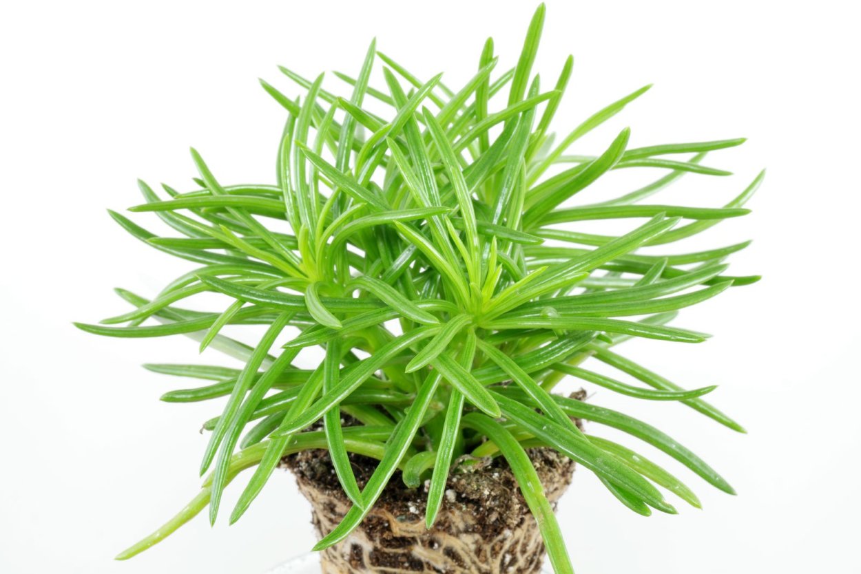 Крестовник Курио