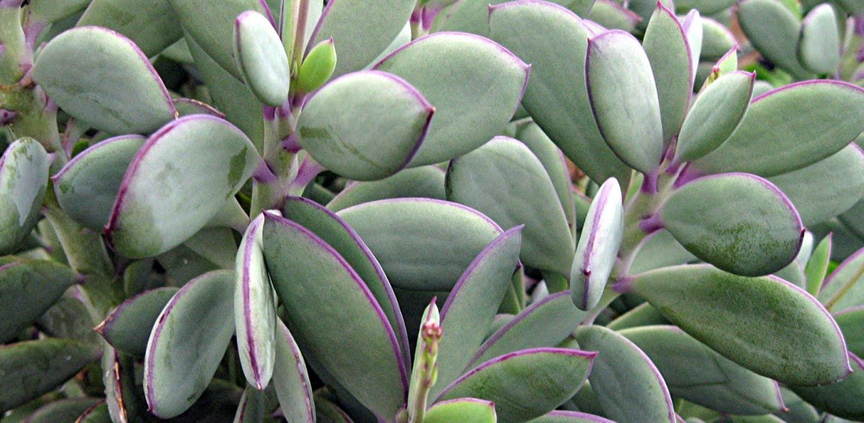 Крестовник (сенецио) Роули