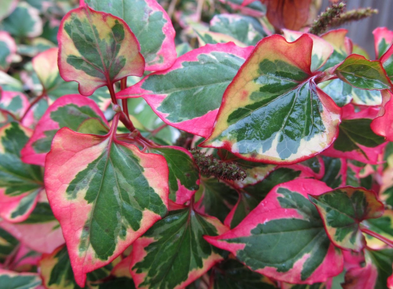 Хауттюйния сердцевидная хамелеон