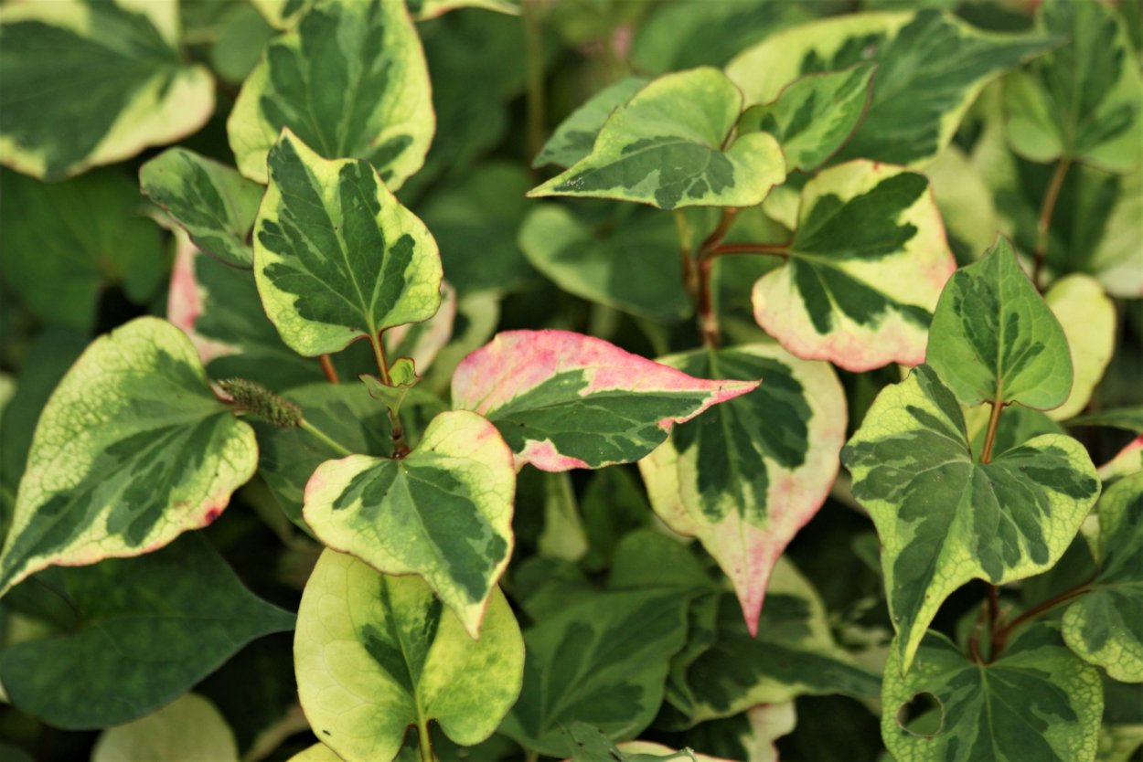 Хауттюйния сердцевидная Chameleon