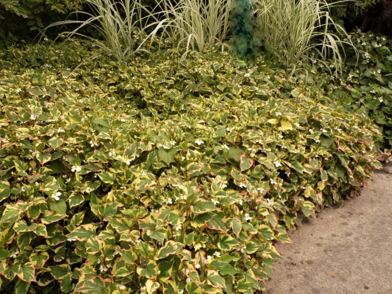 Хауттюйния сердцевидная Chameleon