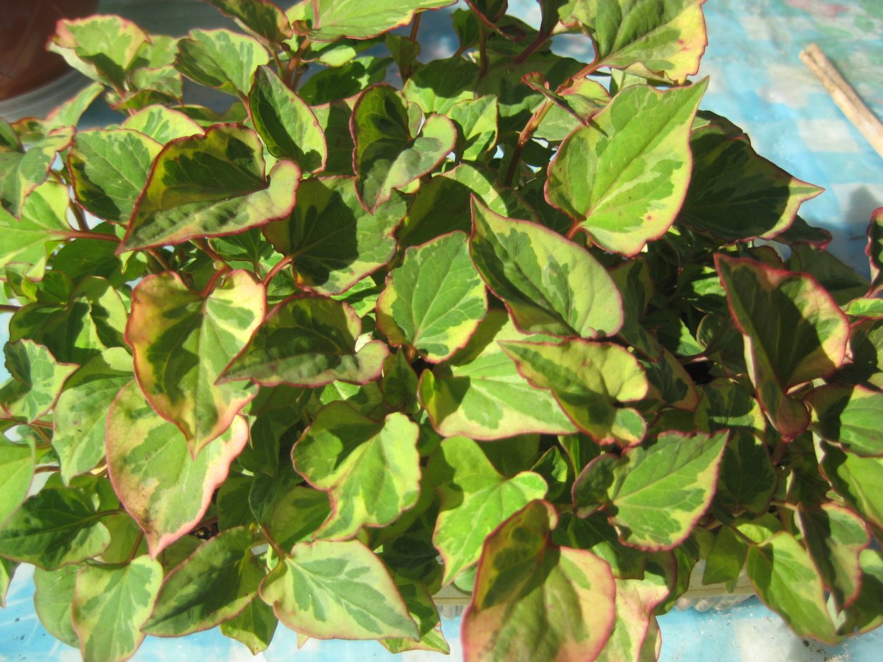 Хауттюйния сердцевидная рассада