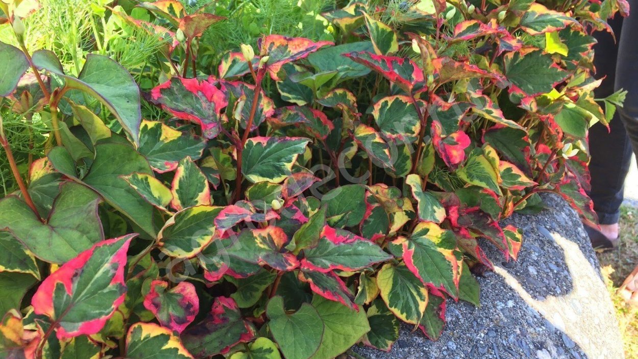 Houttuynia cordata Chameleon