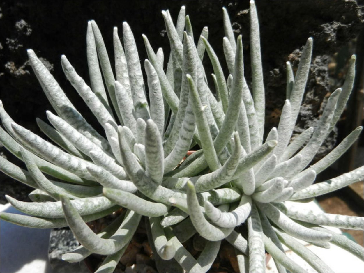 Крестовник барбертоникус