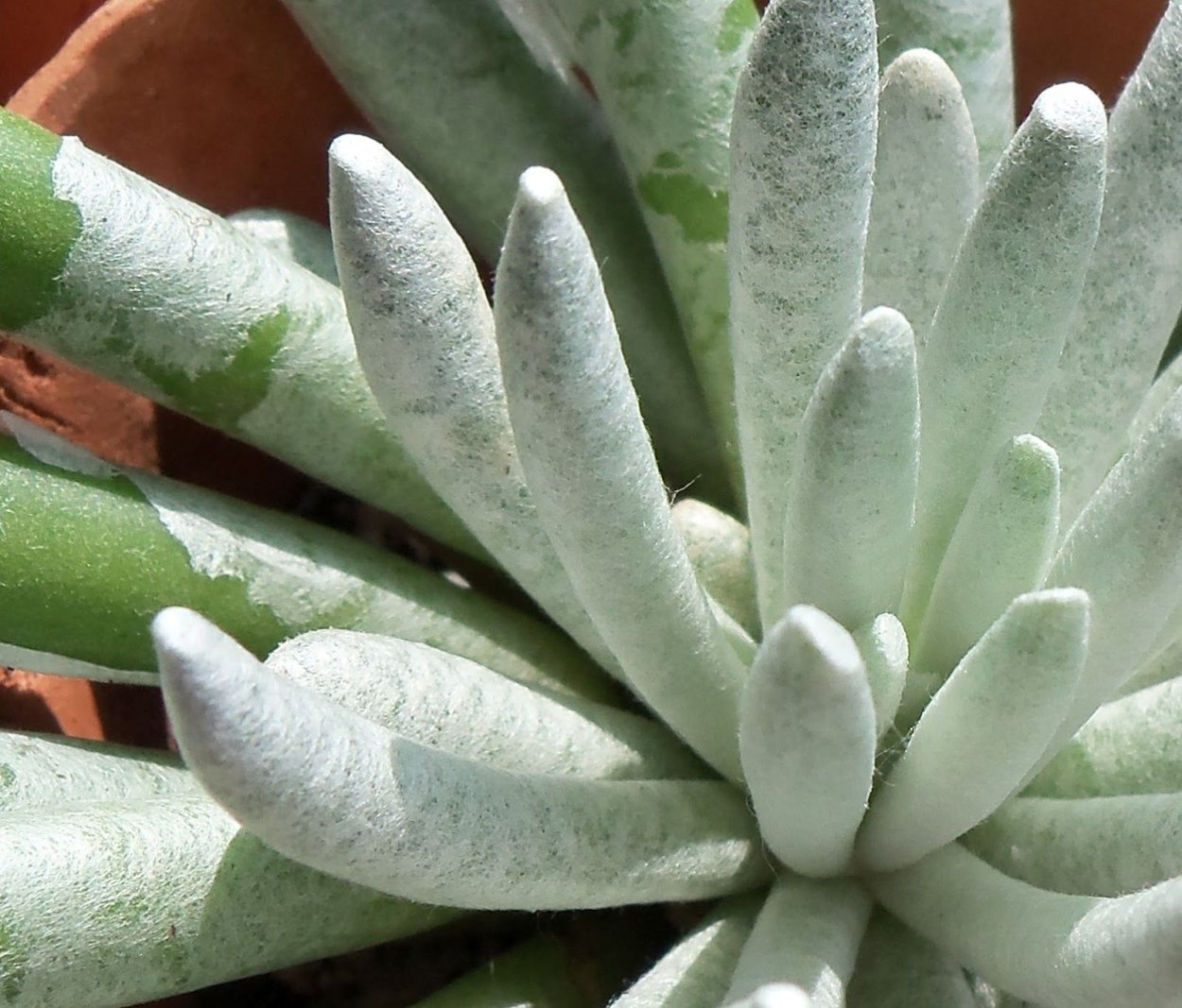 Сенецио Серпенс