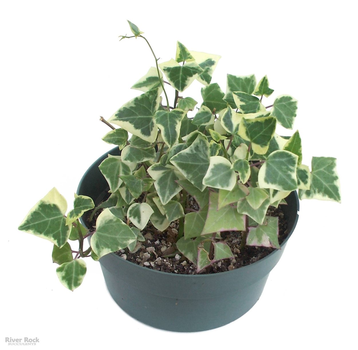 Senecio herreianus variegata