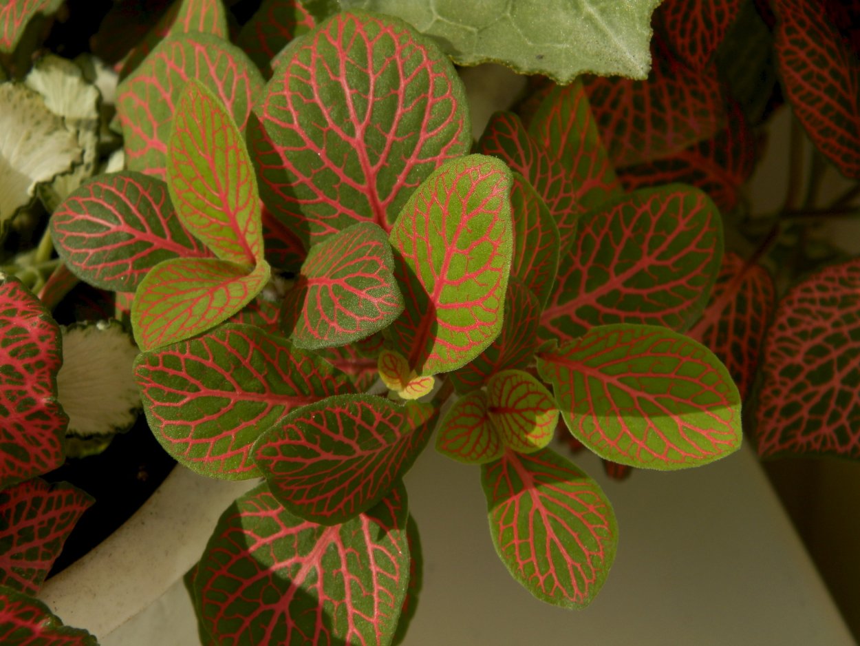 Растение Houttuynia cordata