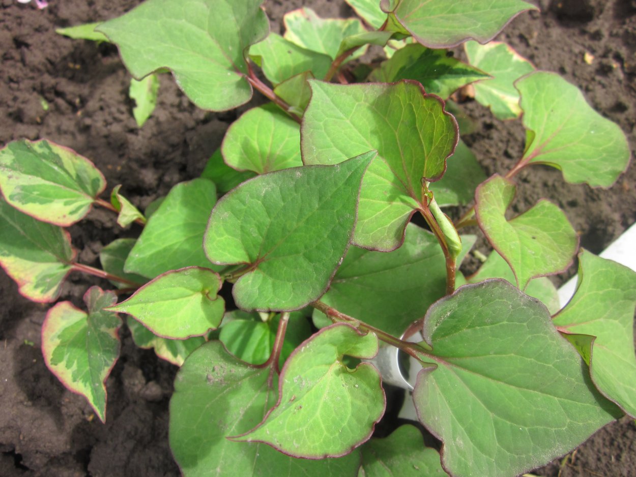 Хауттюйния сердцевидная