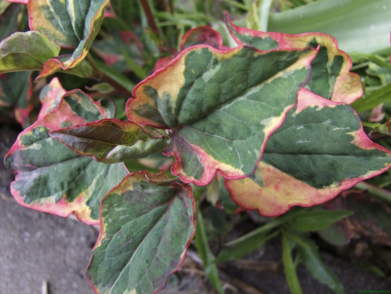 Houttuynia cordata корни