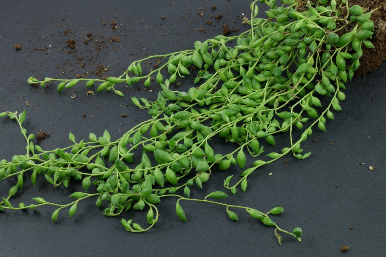 Крестовник Роули